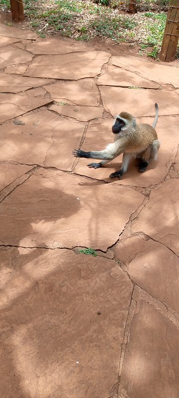 动物园的猴子