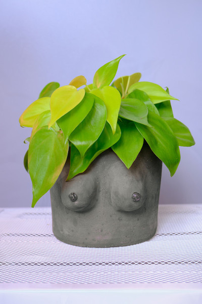 喜林芋是柠檬
