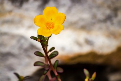 野生黄花