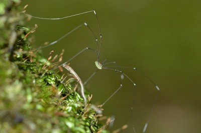 Harvestmen
