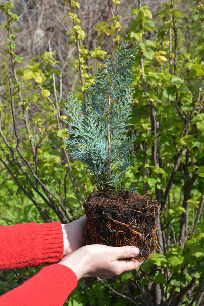 有根的松柏从花盆种植到地面