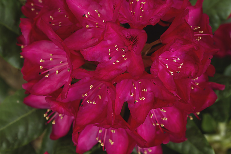 杜鹃花的花