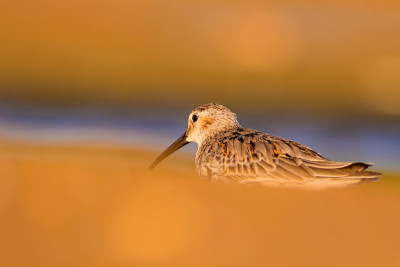 水鸟和五彩缤纷的大自然背景。常见的水鸟:鹬。Calidris ferruginea。