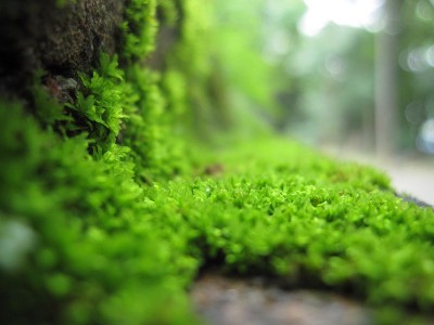 在石头上长苔藓