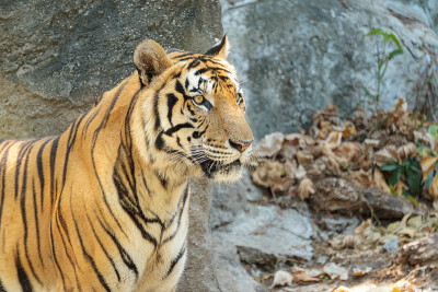 近距离观察动物园里年轻美丽的大雄性印度支那虎(Panthera tigris corbetti)。可