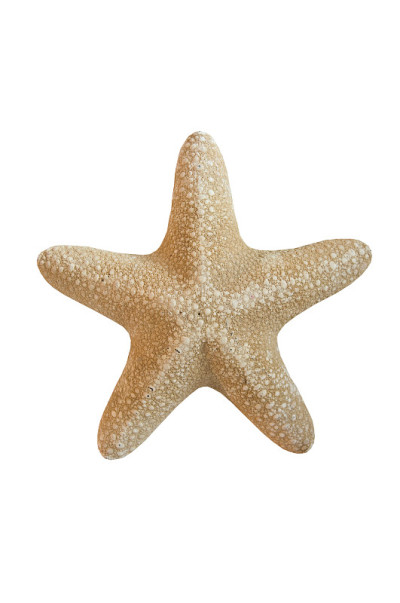海星