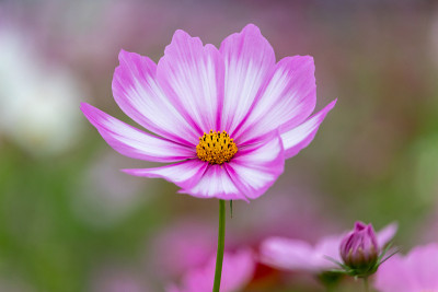 宇宙花，千叶县，日本