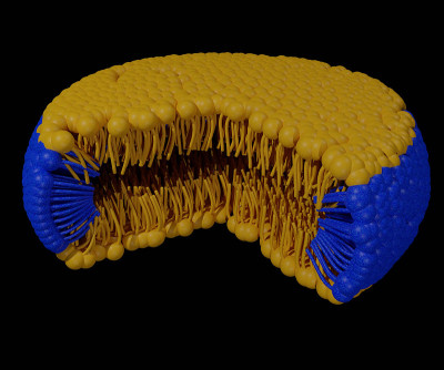 孤立的bicelles 3d渲染