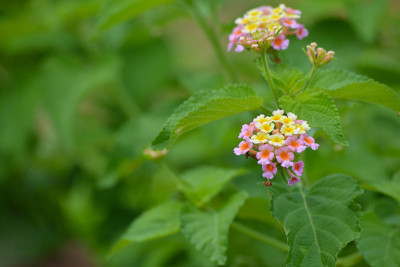 马樱丹属卡马拉花