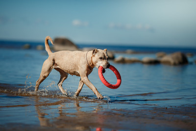 湖上的比特斗牛犬