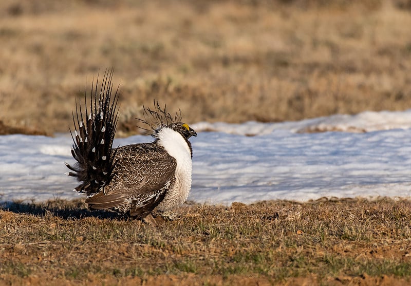 Greater Sage-grouse Courtship Display on Lek