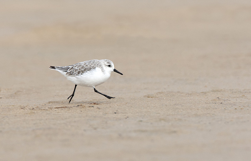 秋天的塔里法海滩上，桑德林(Calidris alba)在水中的倒影