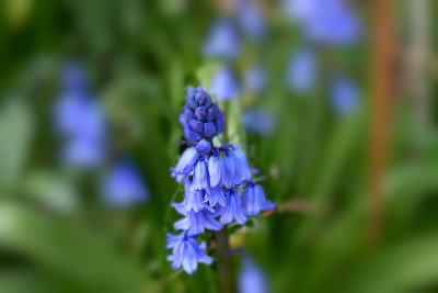 蓝铃花