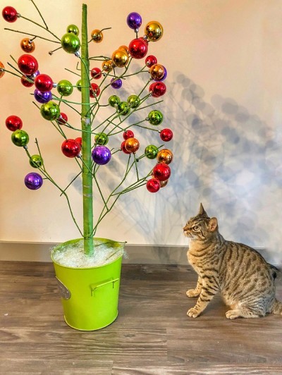 猫看圣诞树