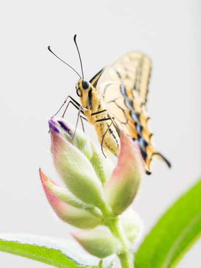 《燕尾》和《蜘蛛花的蓓蕾》
