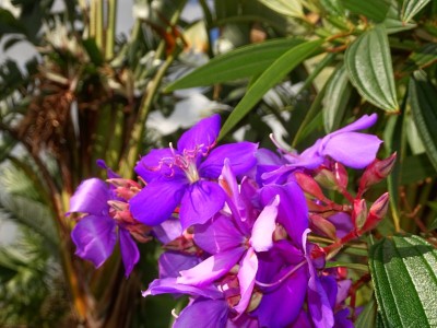 院子里开着热带紫色的花