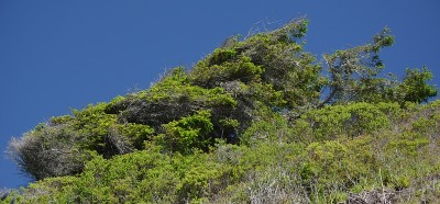 在山羊岩海滩的太平洋海岸，在博德加湾和詹纳之间的高速公路1，在索诺马县，美国加利福尼亚州