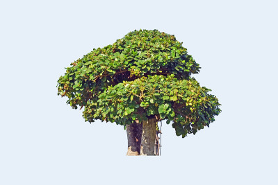 美丽的盆景树在花园里