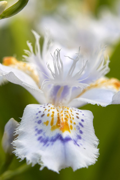 蝴蝶花