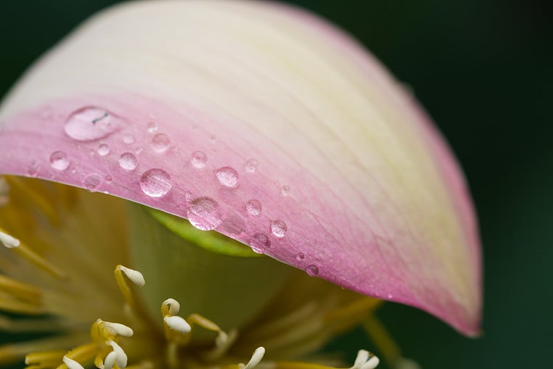 莲花花瓣