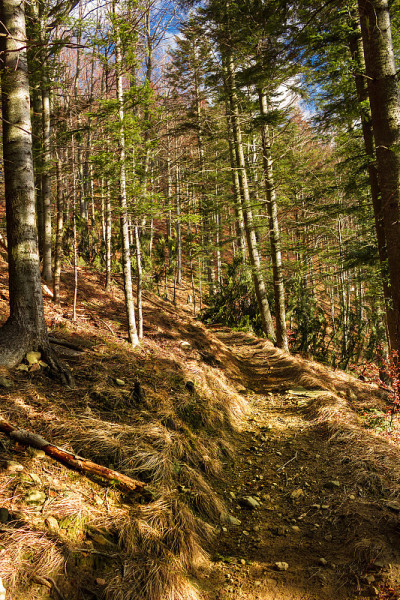 深秋的山路。Beskids,波兰。