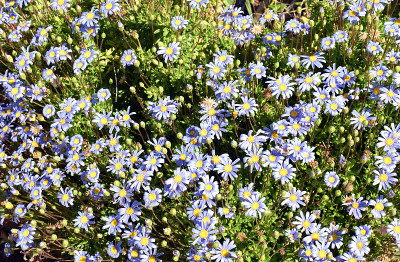 花园里的春花