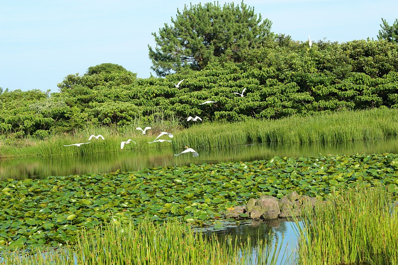 池塘，白鹭，湖泊，水韭;