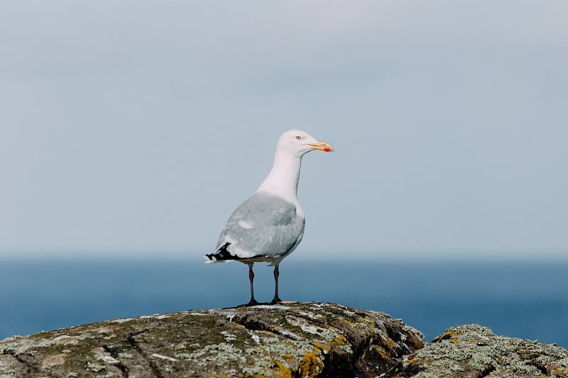 海金