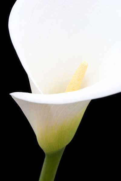 前面的魔芋百合黑背景