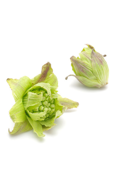 蜂斗菜
