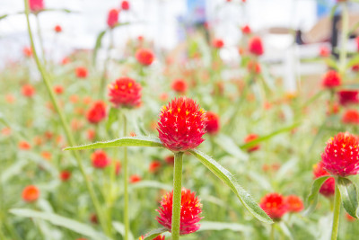 全球紫红色的花