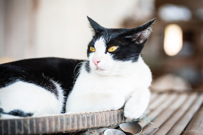 白猫和黑猫