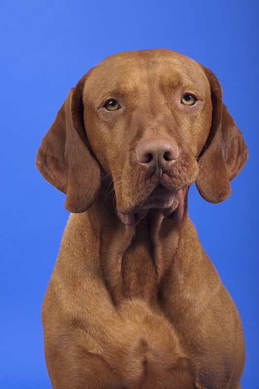 纯种威斯拉犬画像