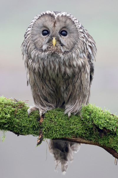 乌拉尔猫头鹰(Strix uralensis)野生特写