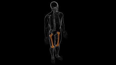 人体骨骼解剖股骨骨3D渲染