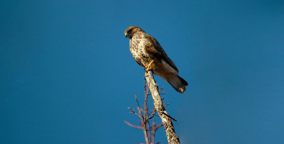 兰纳山隼(Falco biarmicus)