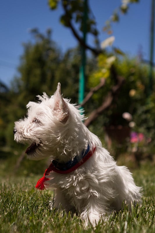 绿草上带着弓的猎狐犬