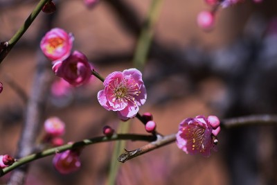 日本杏花盛开