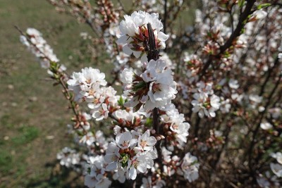 四月绒毛樱花枝