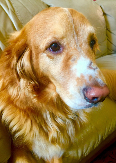金毛寻回犬，侧面肖像