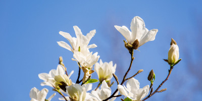 白玉兰花