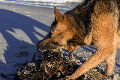 海滩上的德国牧羊犬