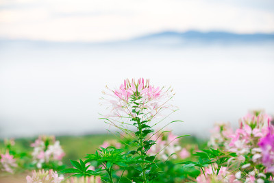 泰国的蜘蛛花和雾