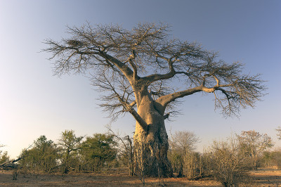 Baobab