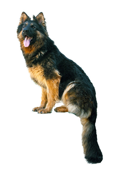 长毛德国牧羊犬