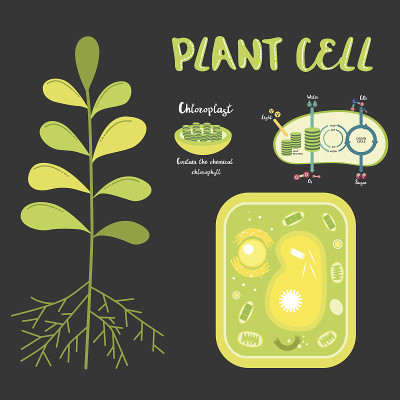 植物细胞内
