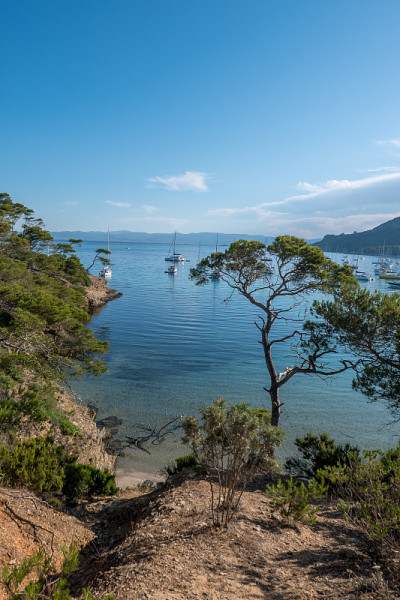 夏天发现波克雷勒斯岛。荒凉的海滩和松树在法国里维埃拉的景观