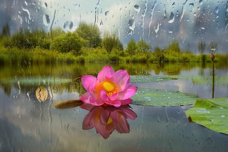 雨后的荷花。