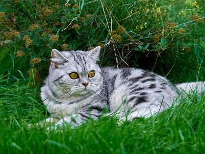草丛里的小猫。
