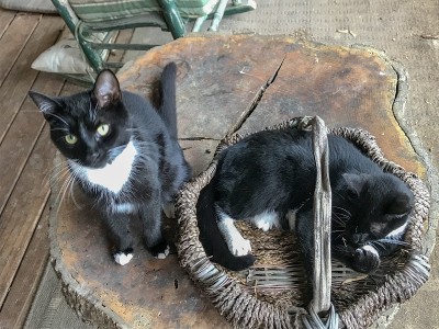 双黑色的猫